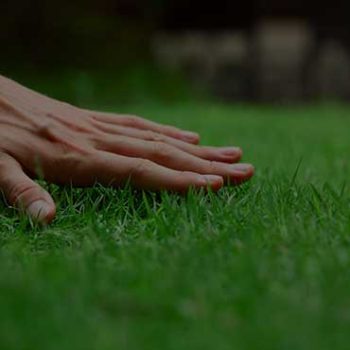 Lawn Fertilization Program with Weed Control