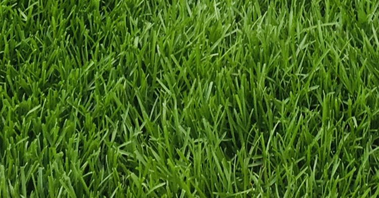 Lawn Aeration