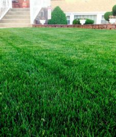 Lawn Closeup