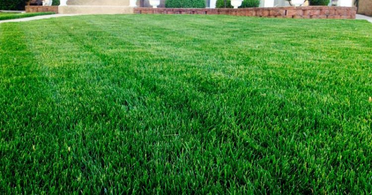 Lawn Closeup