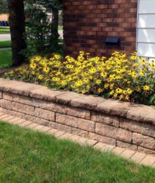 Black Eyed Susans