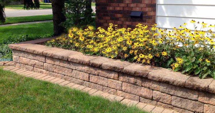 Black Eyed Susans