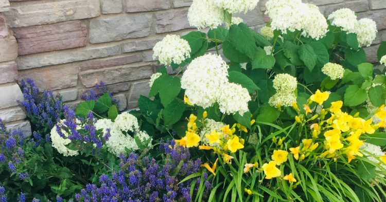 Annuals vs. Perennials