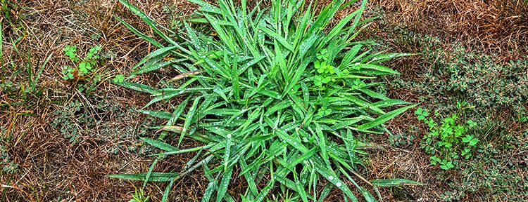 Crabgrass