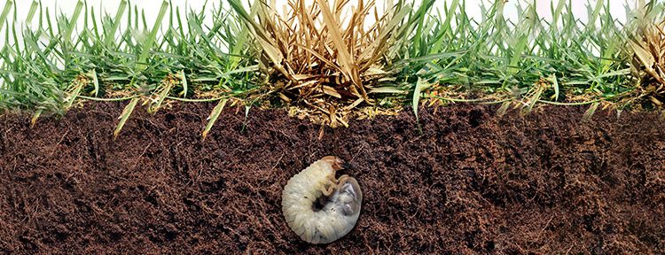 Understanding Grubs