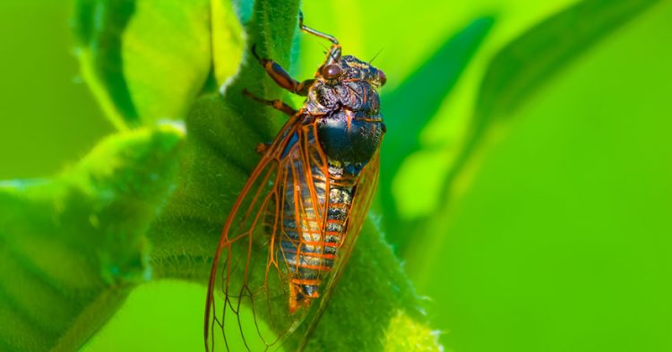2024 Year for Cicadas