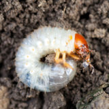 Grubs & Disease Control