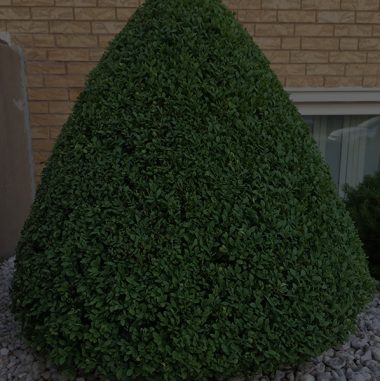 Shrub Trimming