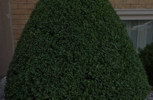 Shrub Trimming