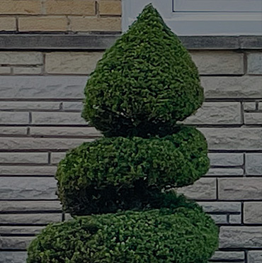 Shrub Trimming