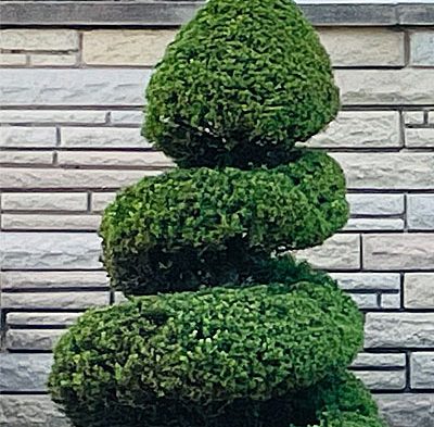 Shrub Trimming