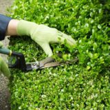 Shrub Trimming