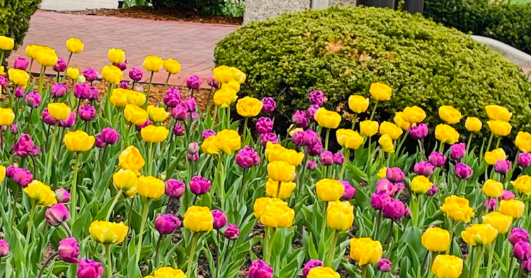 Think SPRING in the FALL