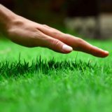 Lawn Fertilization Program