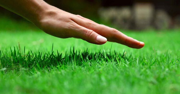 Lawn Fertilization Program